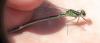 Coenagrion puella